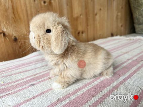 Mini lop dovşan