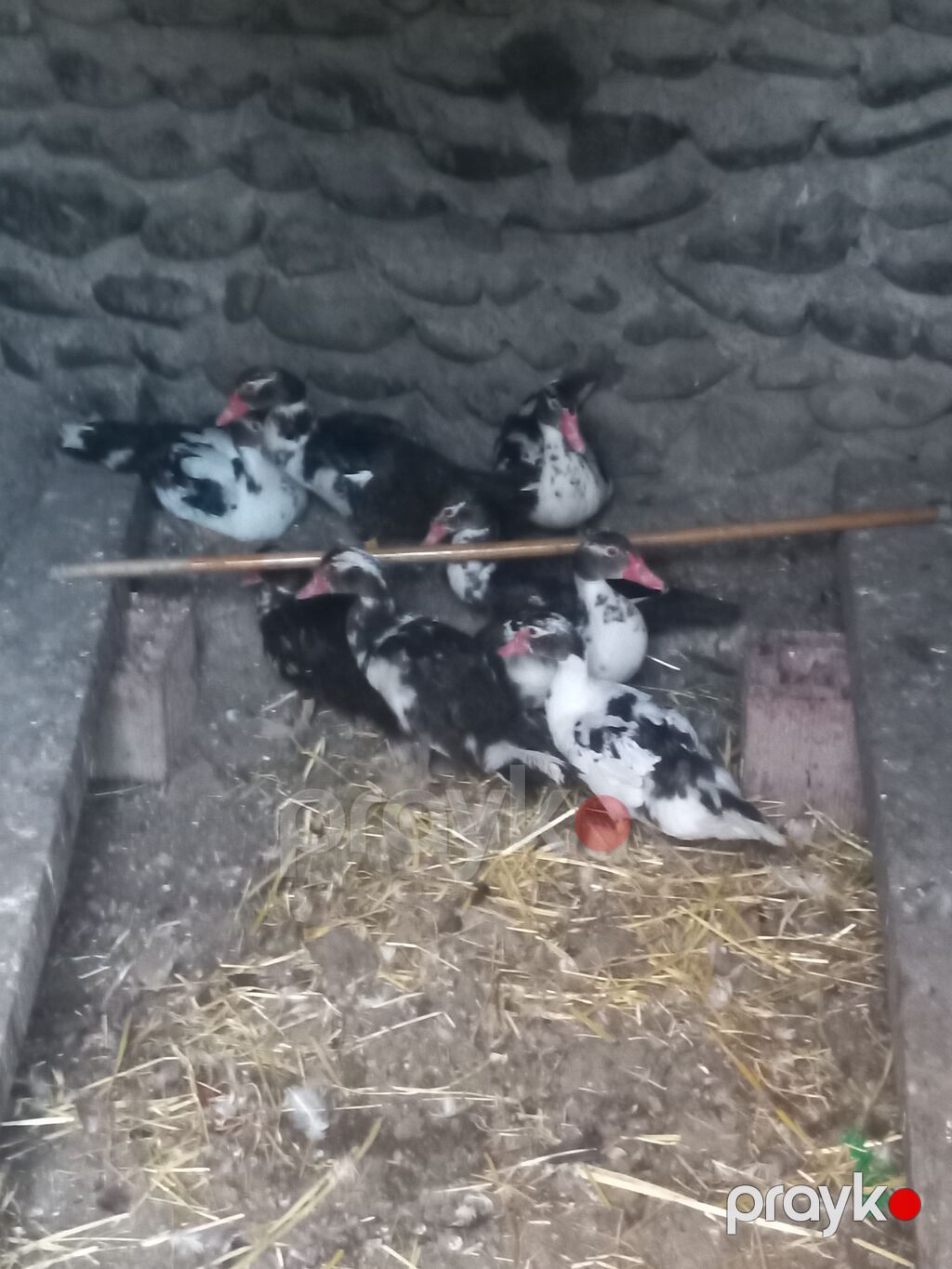 Muscovy ördəkləri (qara-ağ ləkəli) - Növ: Muscovy (hind ördəyi) — Digərləri, Gəncə (2)