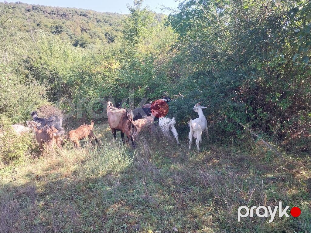 Erkək, il: 2, Südlük — Kənd təsərrüfatı heyvanları, Quba