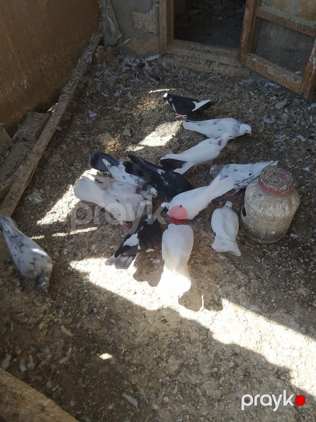 Göyərçinlər — Quşlar, Bakı (5)