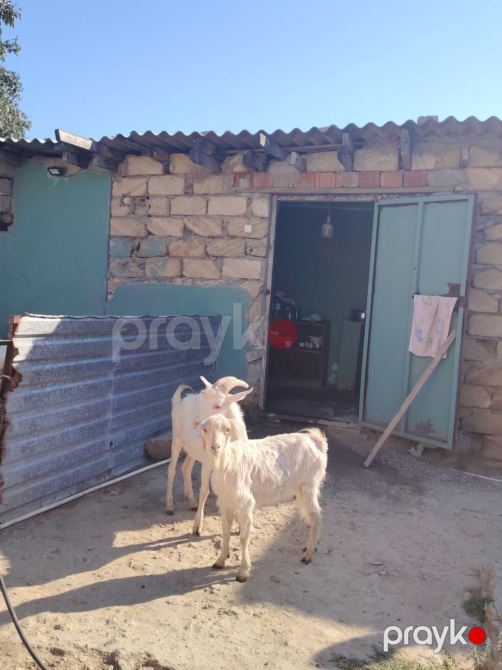 Dişi, Zanen, il: 1, 60 kq, Damazlıq, Pulsuz çatdırılma — Kənd təsərrüfatı heyvanları, Digah
