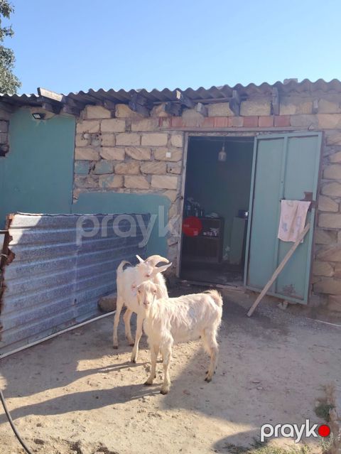 Dişi, Zanen, il: 1, 60 kq, Damazlıq, Pulsuz çatdırılma — Digah