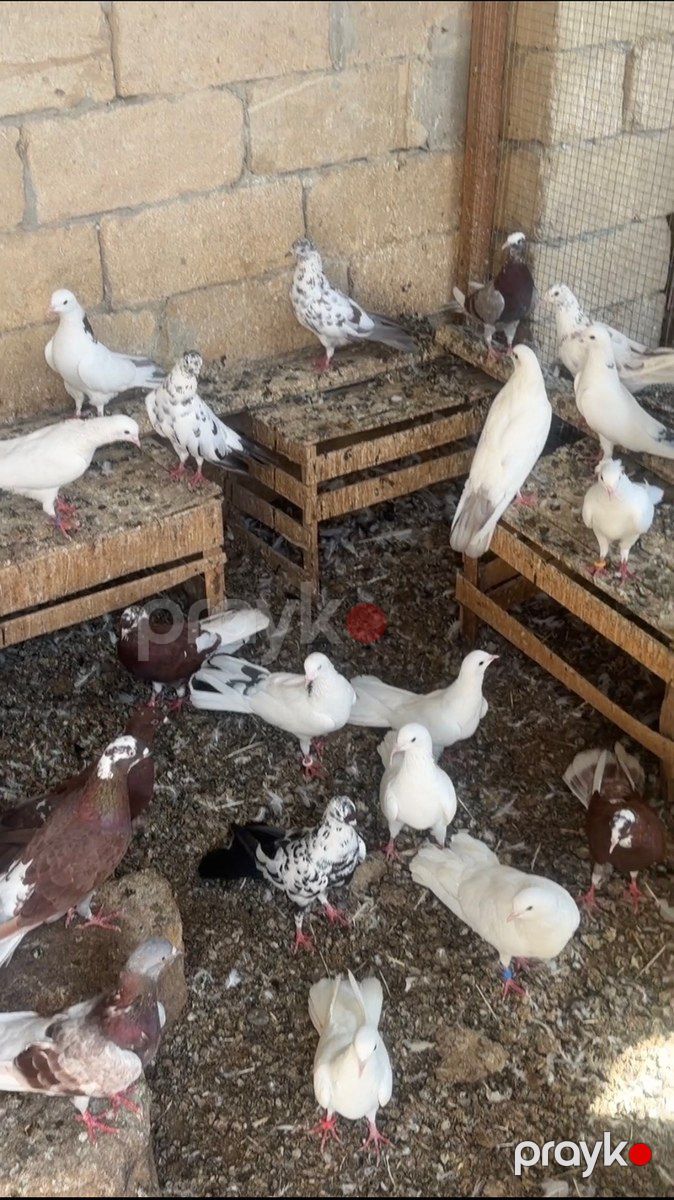 Göyərçinlər — Quşlar, Sabirabad (5)