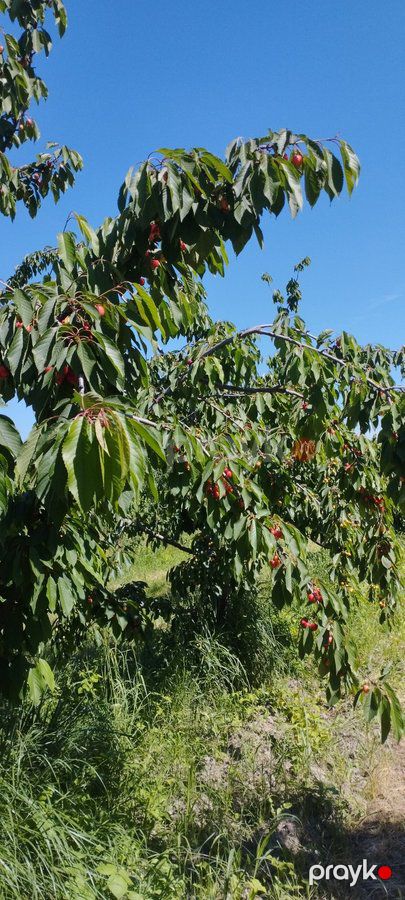 Torpaq sahəsi, 115 sot, Bağ təyinatlı, Kupçalı, Quba r. Pasaoba kəndi — Torpaq, Abşeron (7)
