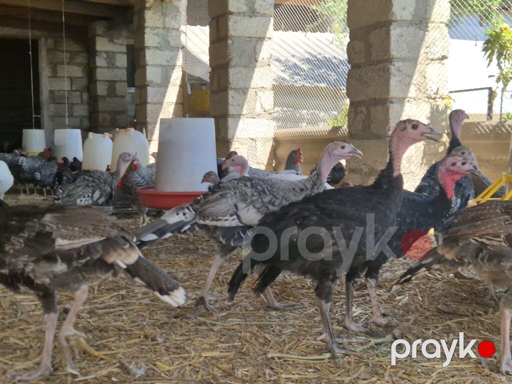 Dişi, Kanada, Damazlıq — Digərləri, Bakı (6)