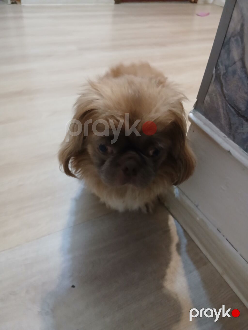 Salam satılır 300 azn pekines itdi yükü karişnvi renk butun iyneleri — Köpəklər, Gəncə (4)