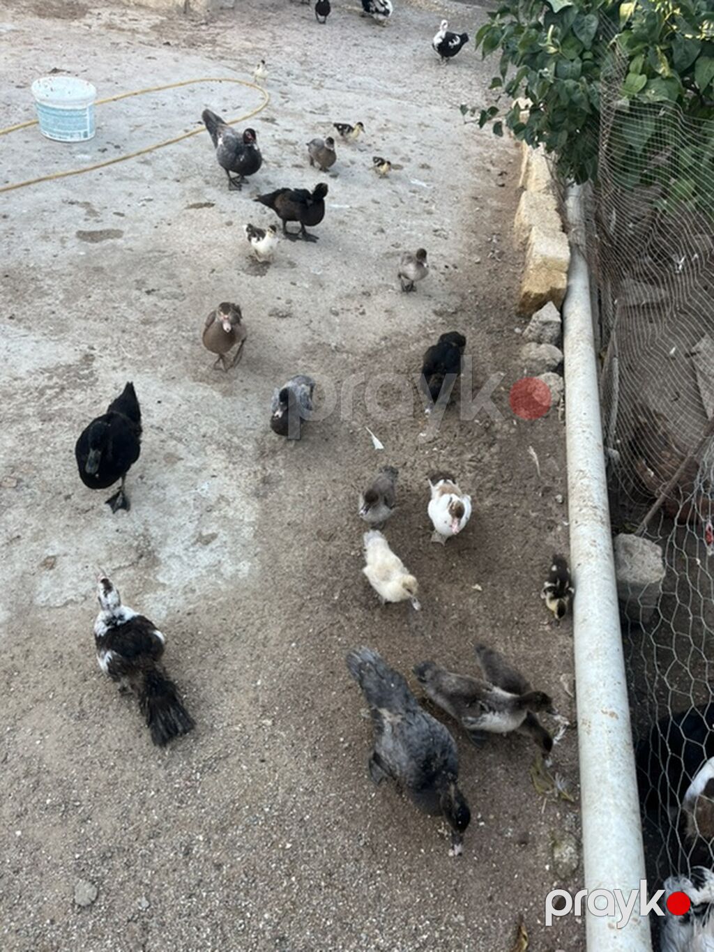 Musk ördəkləri (indo duck) sürüsü - Növlər: müxtəlif rənglərdə musk — Digərləri, Bakı