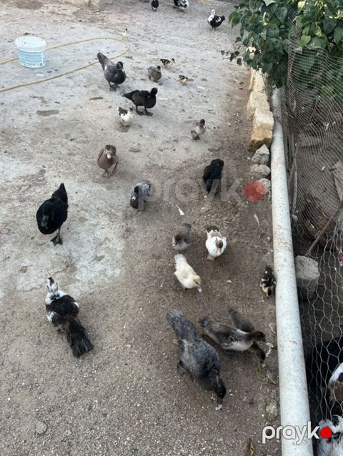 Musk ördəkləri (indo duck) sürüsü - Növlər: müxtəlif rənglərdə musk — Bakı