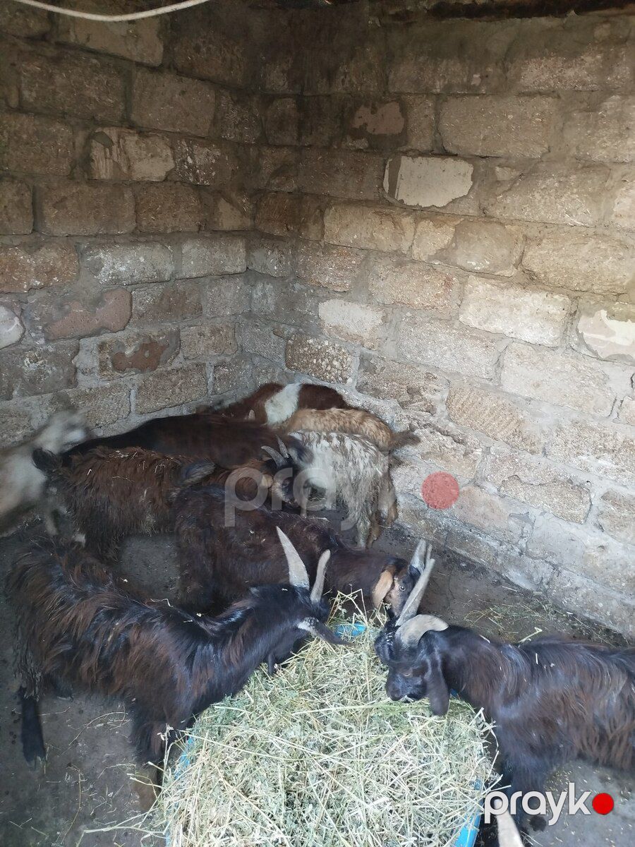 Keçilər — Kənd təsərrüfatı heyvanları, Bakı (3)