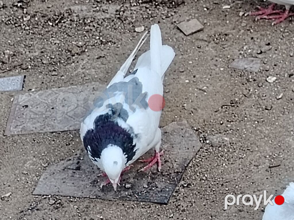 Salam erkeydi tutulma sonqiymeti 20manat qiymete gore aeti narahat — Göyərçin, Digah (2)