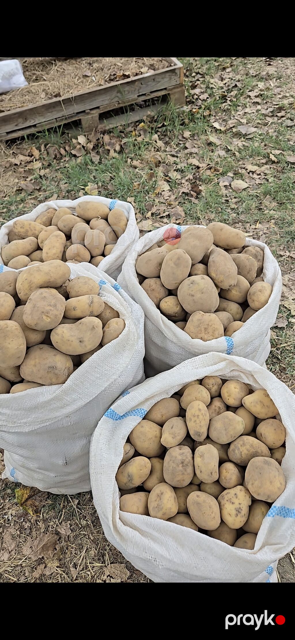 Məhsul: Təbii kənd kartofu (torbalarla) Təsvir: - Yerli təsərrüfatda — Qida məhsulları, Xudat