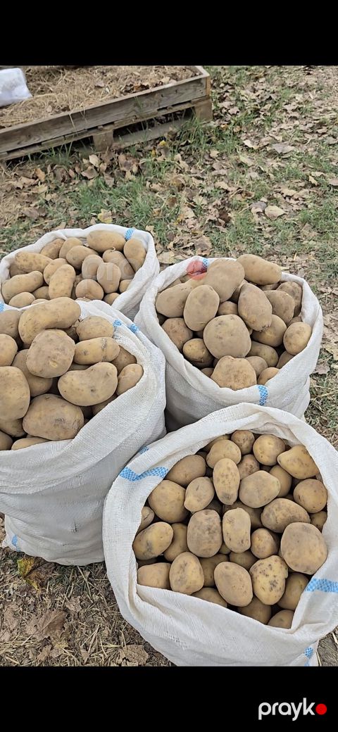 Məhsul: Təbii kənd kartofu (torbalarla) Təsvir: - Yerli təsərrüfatda — Xudat