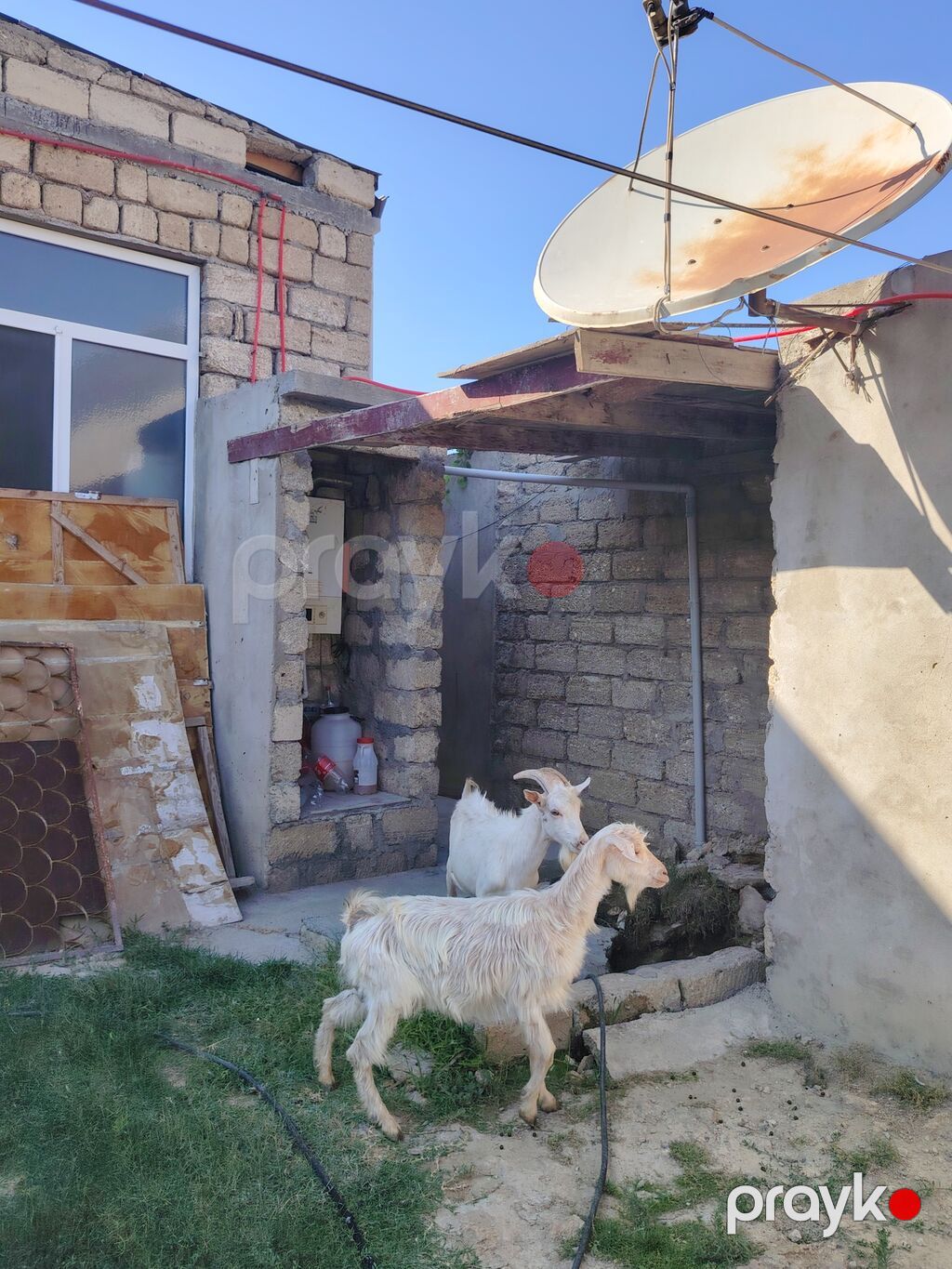 Dişi, Zanen, il: 1, 60 kq, Damazlıq, Pulsuz çatdırılma — Kənd təsərrüfatı heyvanları, Digah (2)