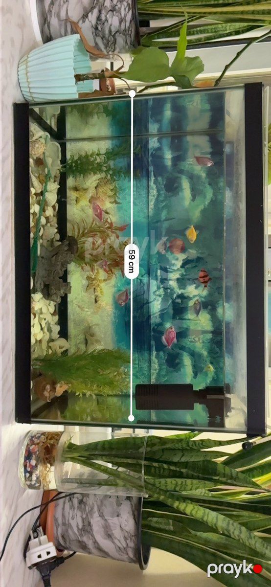Akvarium — Akvariumlar və balıqlar, Bakı (3)