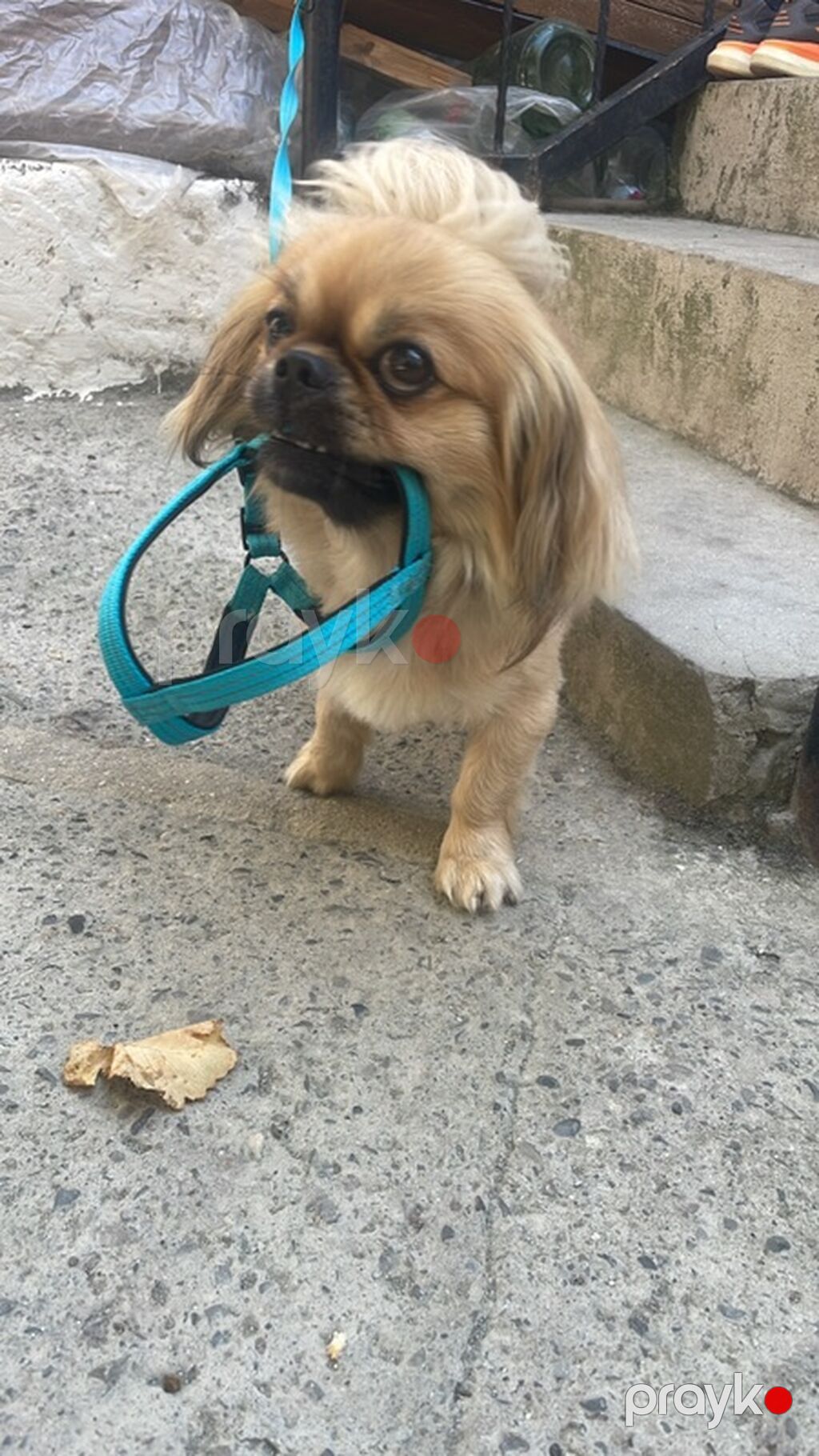 Pekines — Köpəklər, Bakı (2)