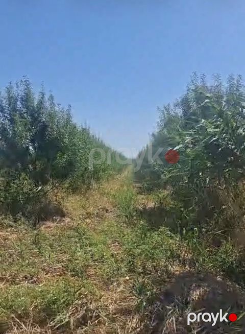 Satılır obyekt 5000 m² — Xaçmaz
