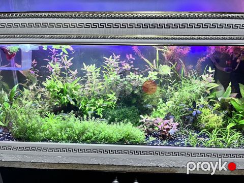 Dördbucaq akvarium, Balıqlarla birlikdə, 211 l, Ödənişli çatdırılma — Digah