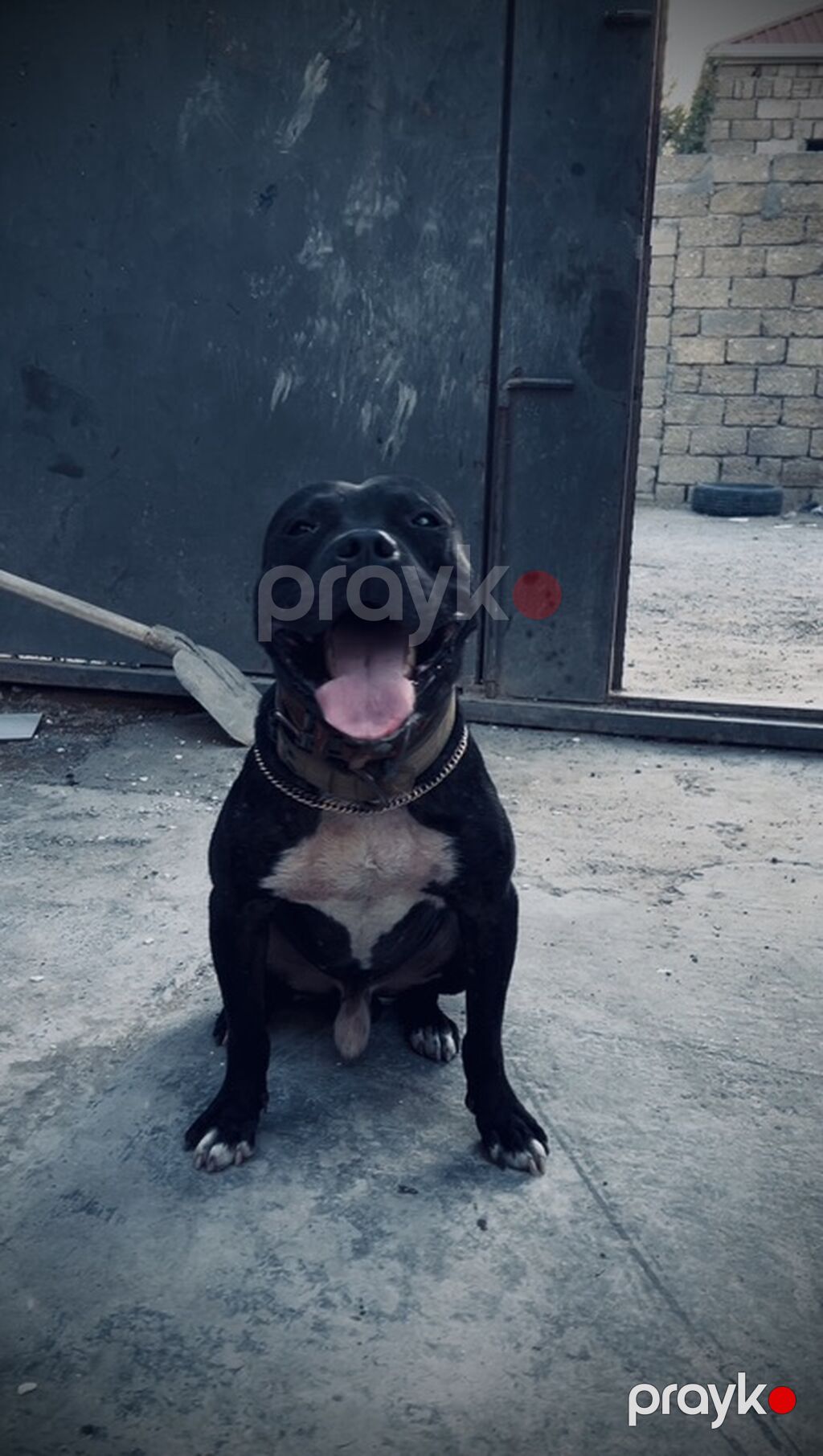 Pitbul, Erkək — Köpəklər, Bakı (2)