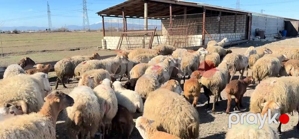 Erkək, il: 1, Damazlıq, Pulsuz çatdırılma — Kənd təsərrüfatı heyvanları, Yevlax (10)