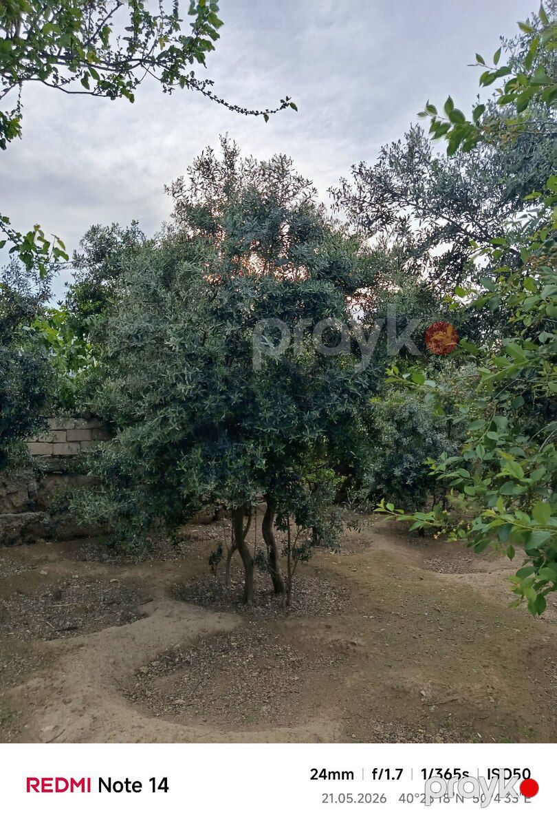 Zeytun ağacı — Bitkilər, Bakı (3)