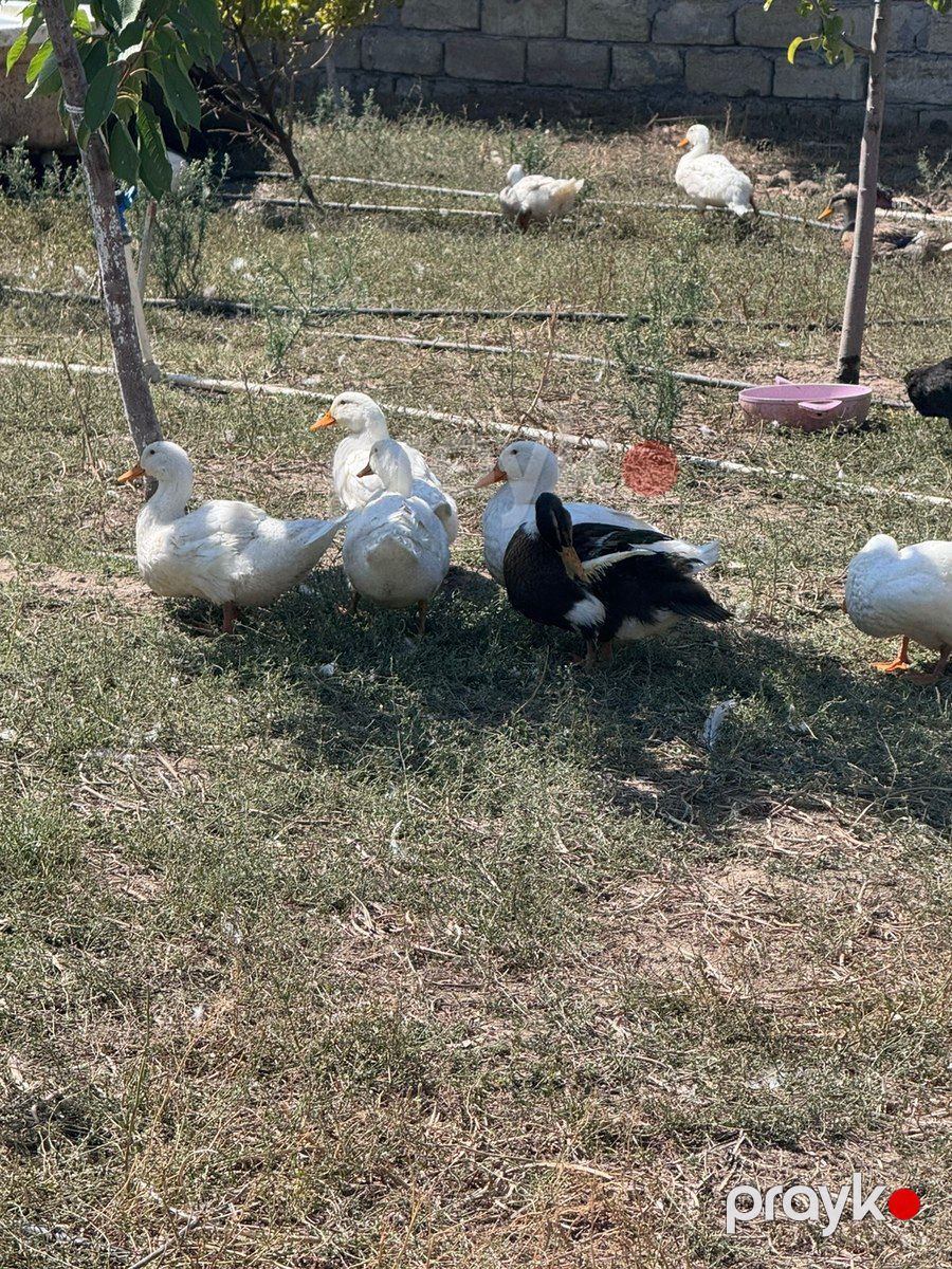 Ördəklər — Quşlar, Bakı (10)