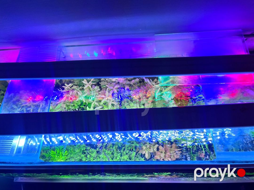 Akvarium və dolab — Akvariumlar və balıqlar, Bakı (2)