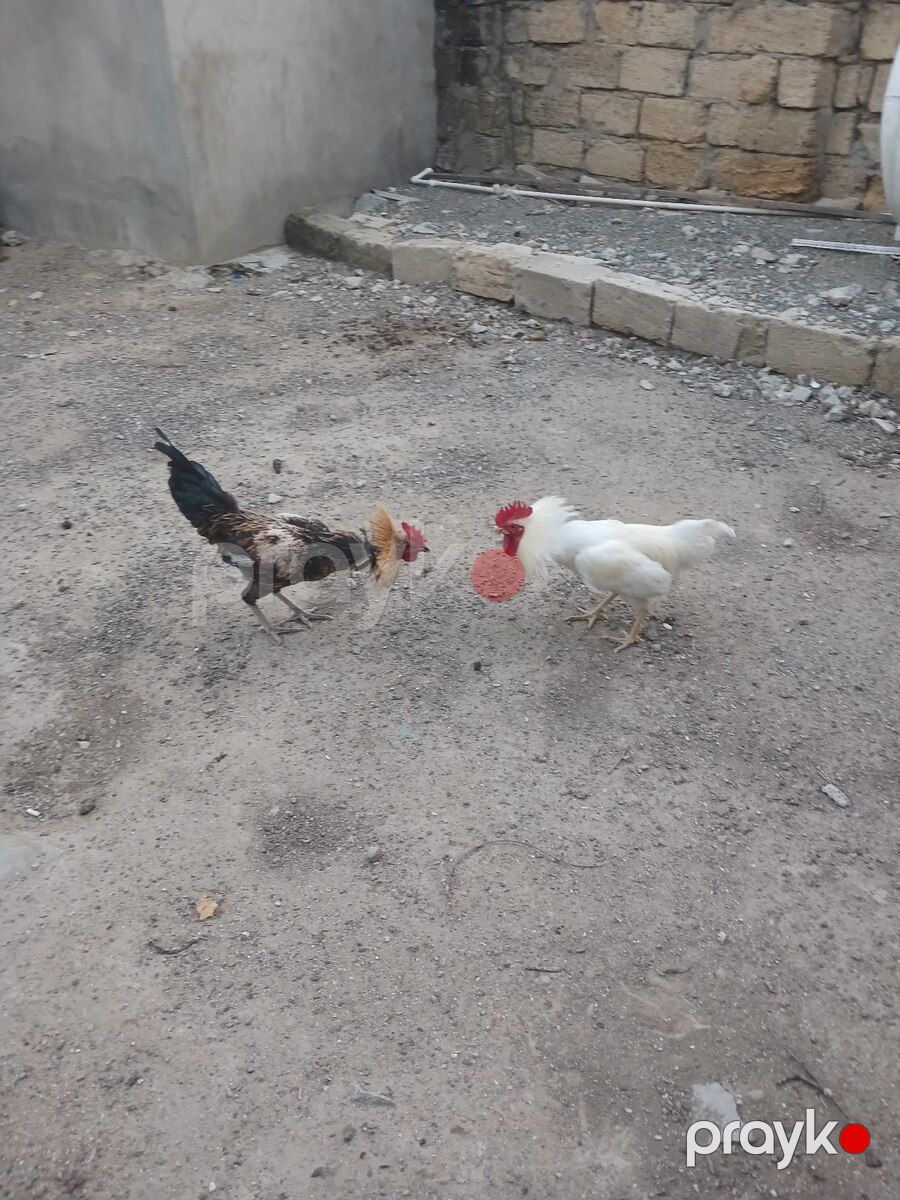 Xoruzlar — Quşlar, Bakı (4)