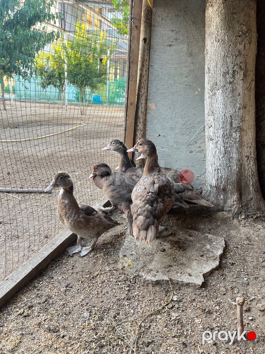 Krasnadar lal ördəkləri — Quşlar, Bakı (3)