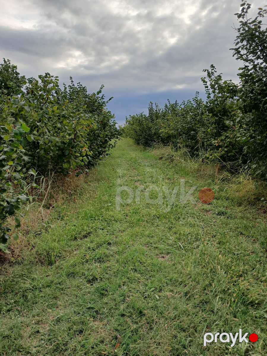 2800 sot torpaq sahəsi, Xaçmaz r — Torpaq, Xudat (5)
