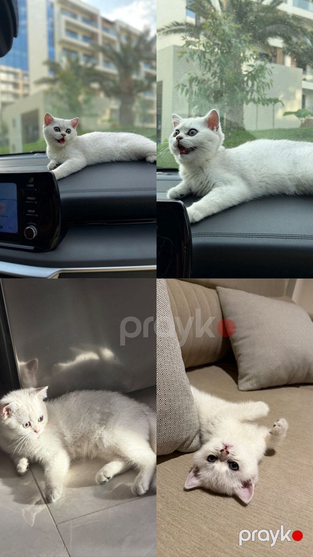 Britan, Dişi — Pişiklər, Bakı (4)