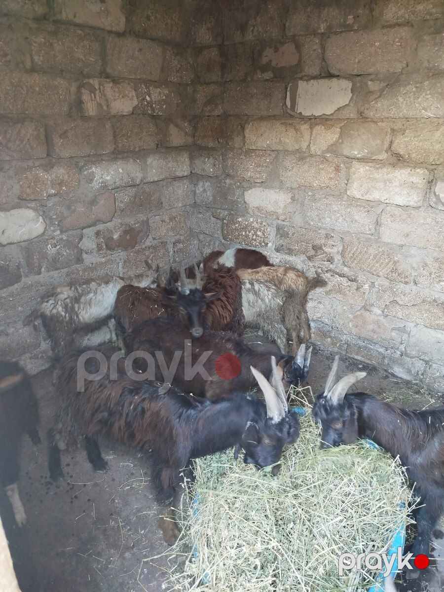 Keçilər — Kənd təsərrüfatı heyvanları, Bakı (2)