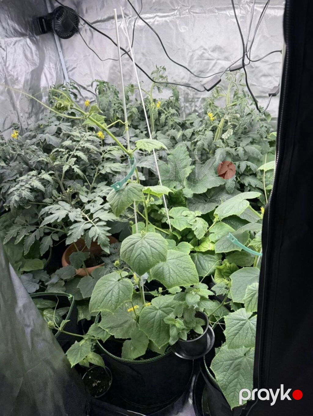 Growboks Tam Dəst – indoor əkim üçün komplekt Dəstın tərkibi: - 1 — Digər, Mehdiabad (5)