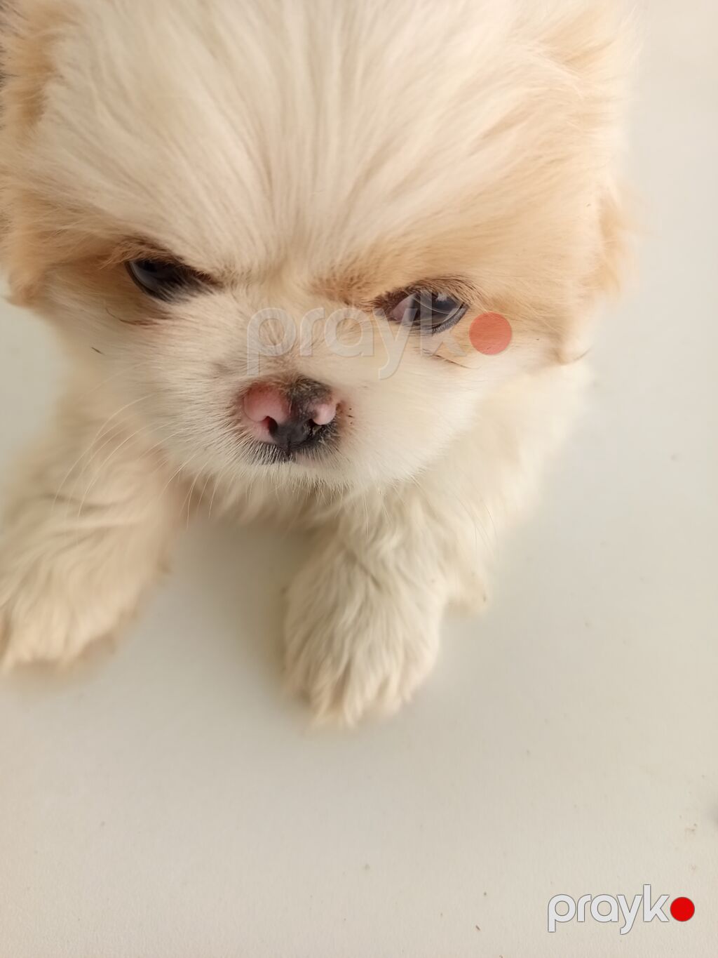 45 günlük Pekines balaları gısa burun təmiz cins iki erkek bir — Köpəklər, Bakı