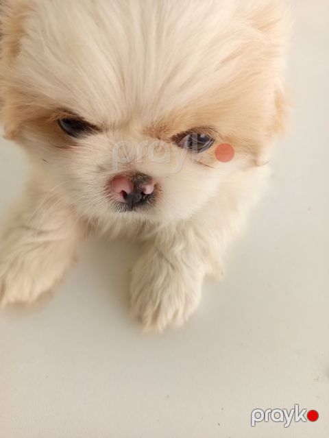 45 günlük Pekines balaları gısa burun təmiz cins iki erkek bir — Bakı