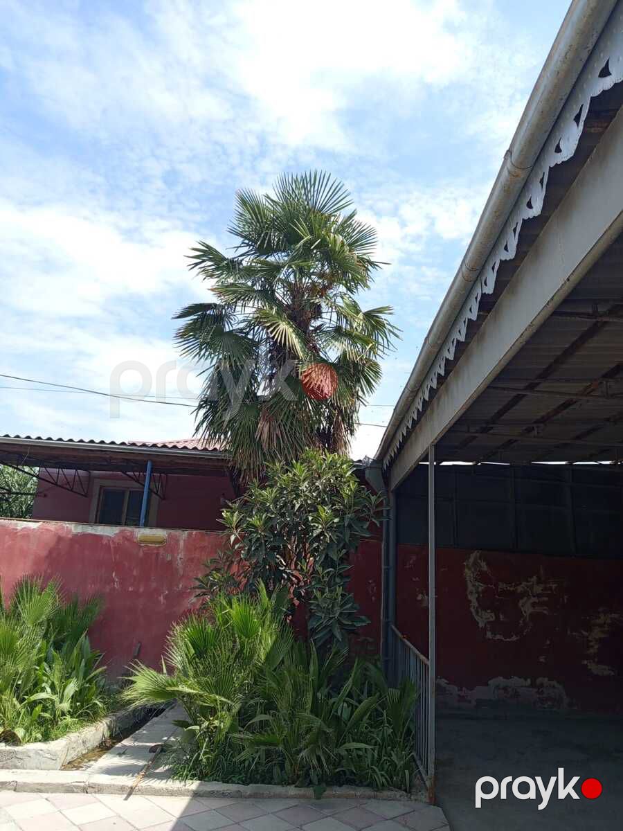 Vaşinqton palma — Bitkilər, Salyan (7)