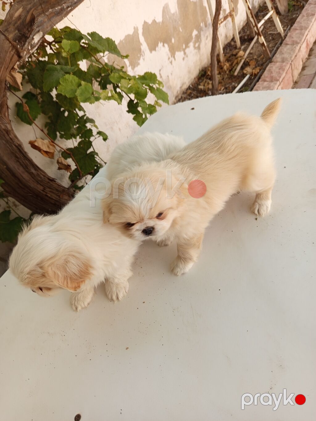 45 günlük Pekines balaları gısa burun təmiz cins iki erkek bir — Köpəklər, Bakı (5)