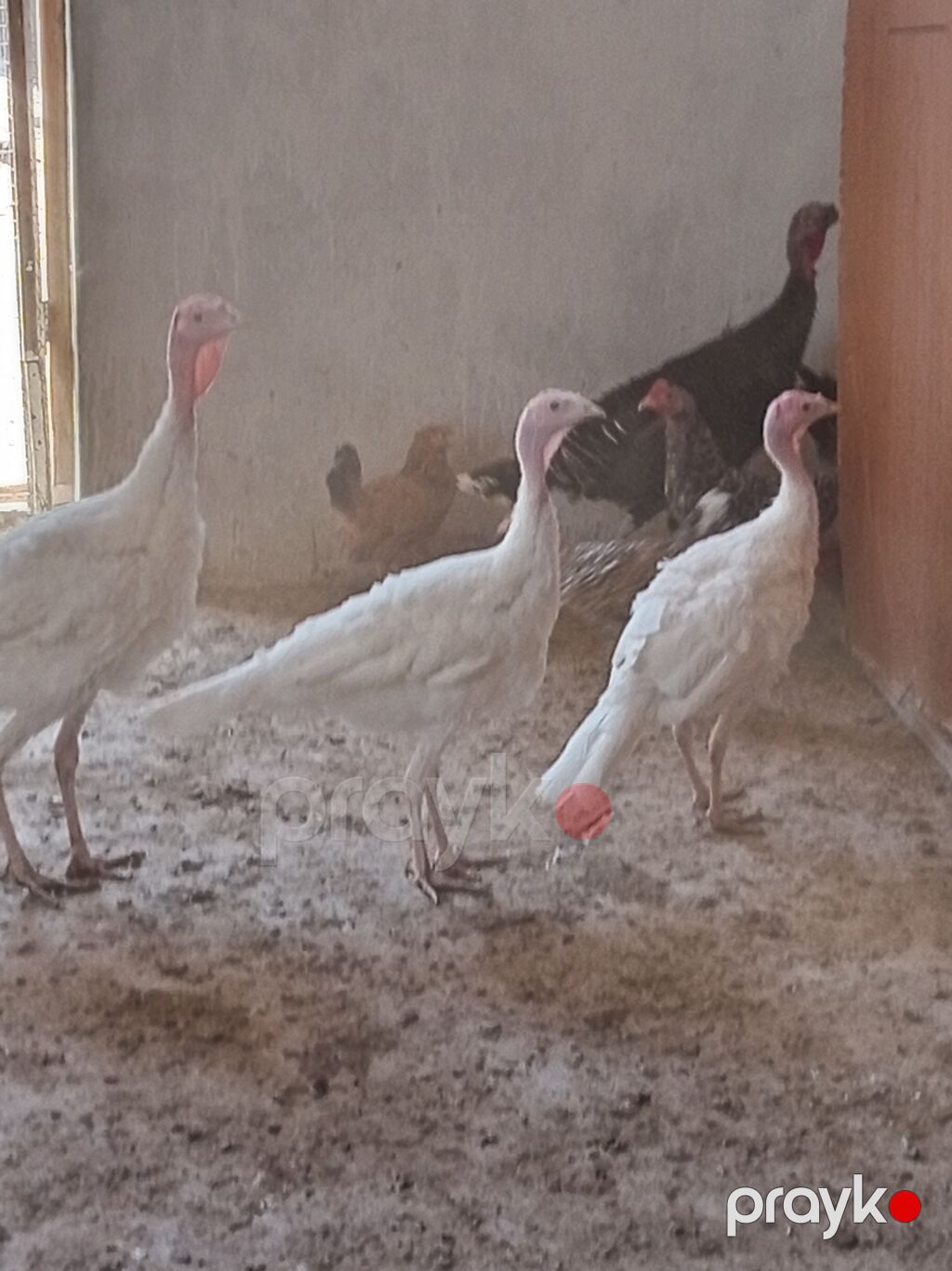 Ağ hindtoyuqlar – 3 baş - Cins: ağ (yüngül tip), uzun ayaqlı, sürətlə — Digərləri, Digah (3)