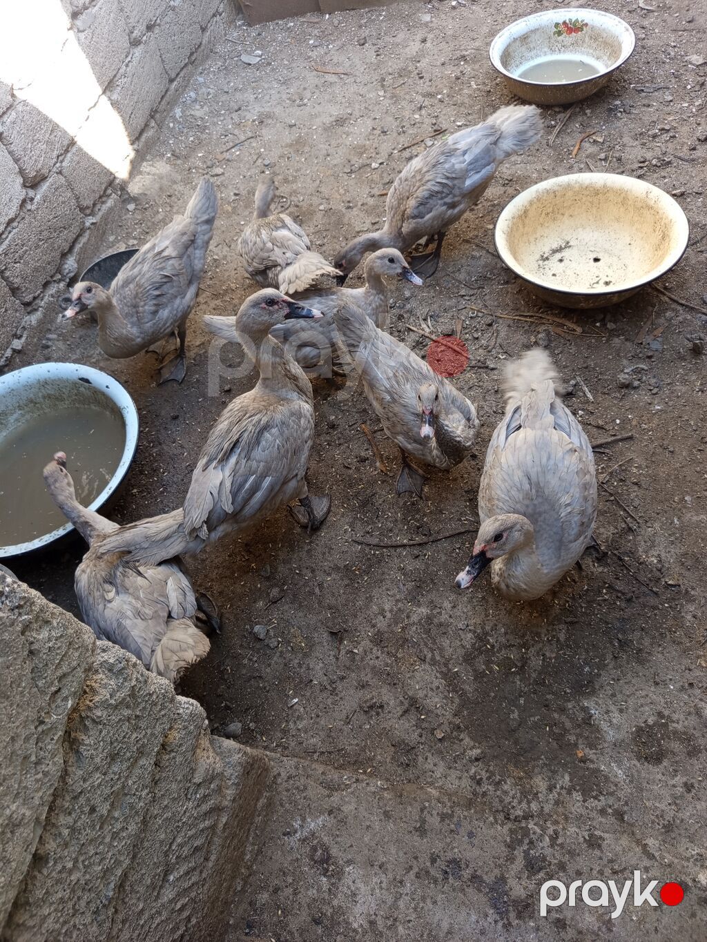 Təmiz Lavanda cinsindendi. 6- ayliqdilar erkey disi var 9denedi. Biri — Digərləri, Bakı