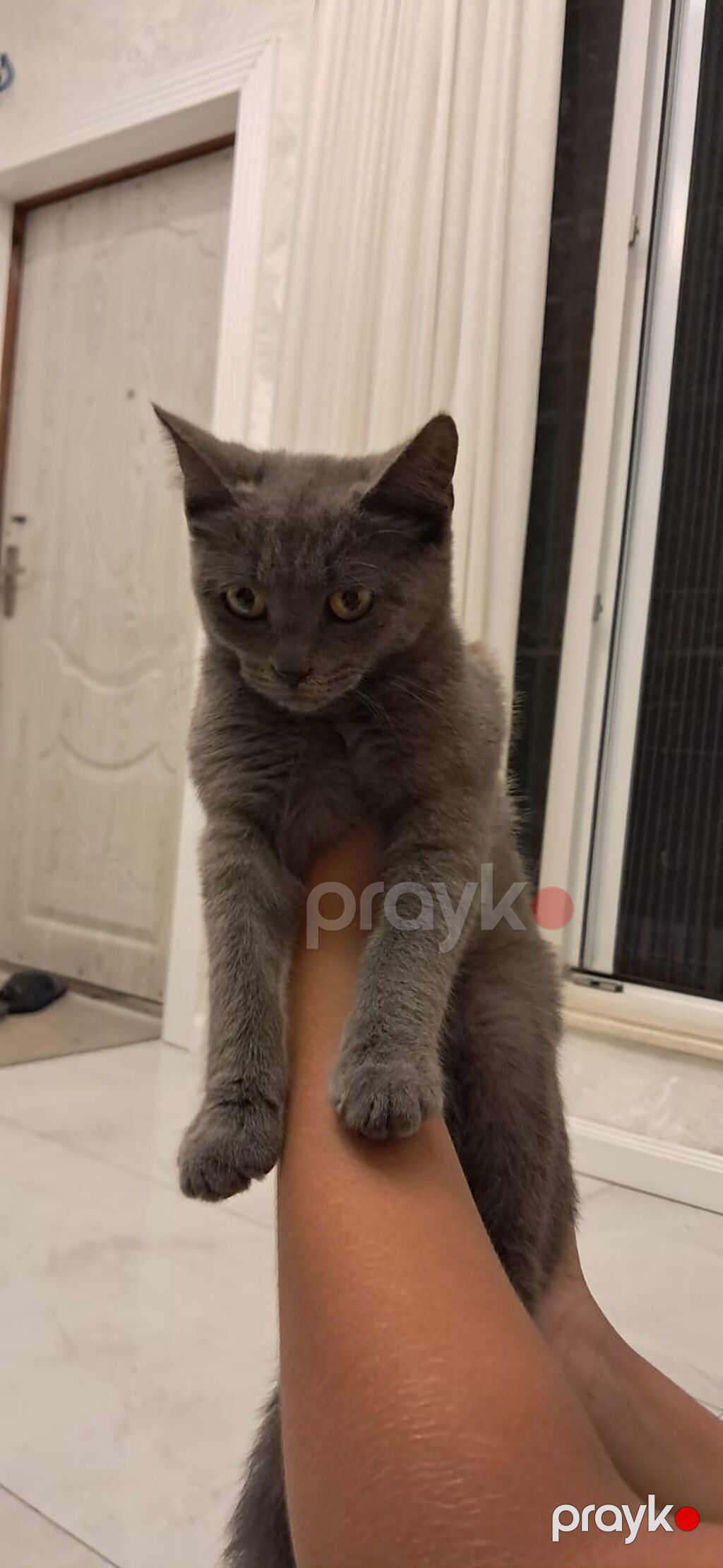 Britan, Dişi — Pişiklər, Bakı (2)