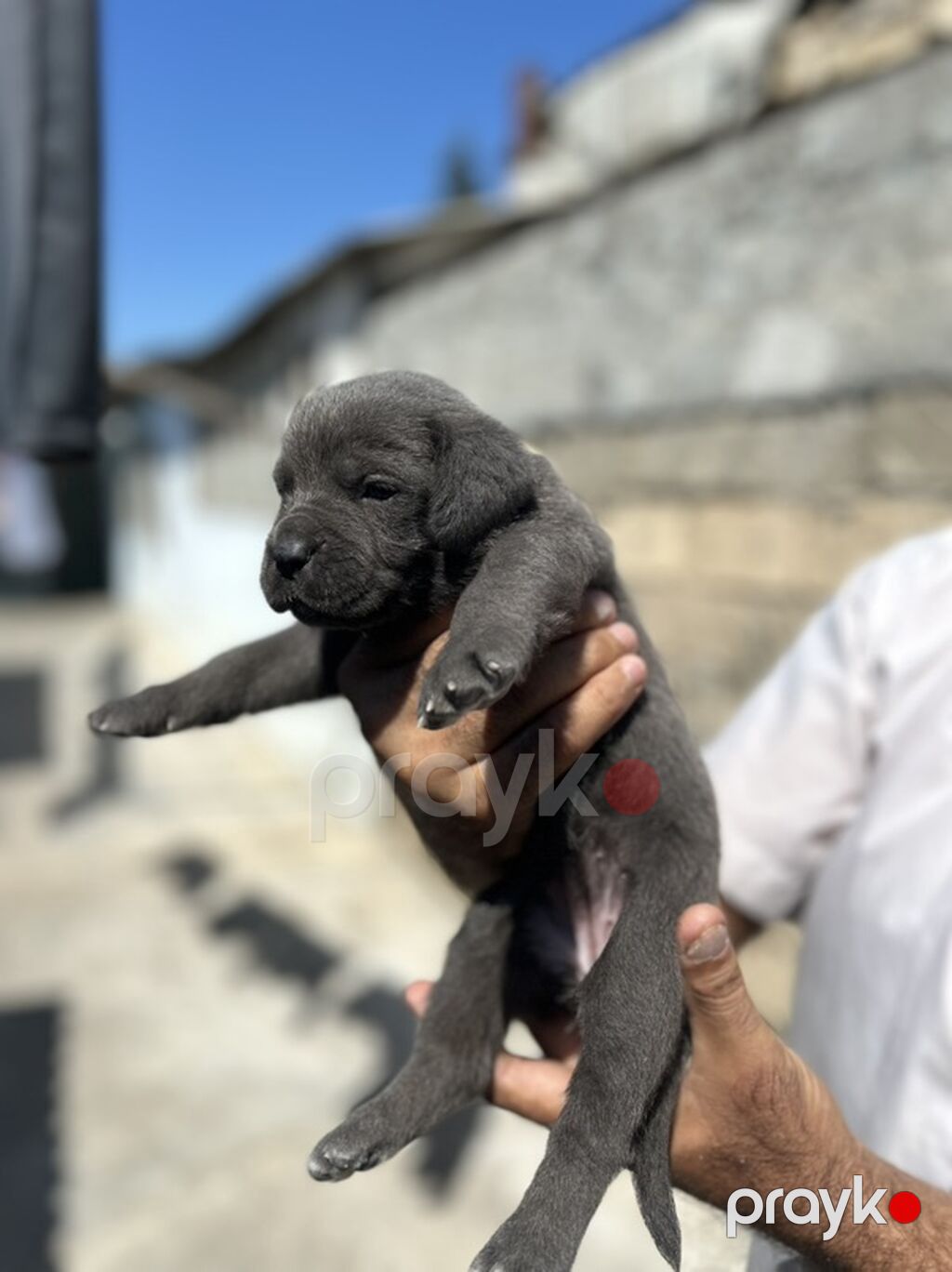 Kane-Korso, 1 ay, Erkək, Peyvəndli — Köpəklər, Bakı (4)