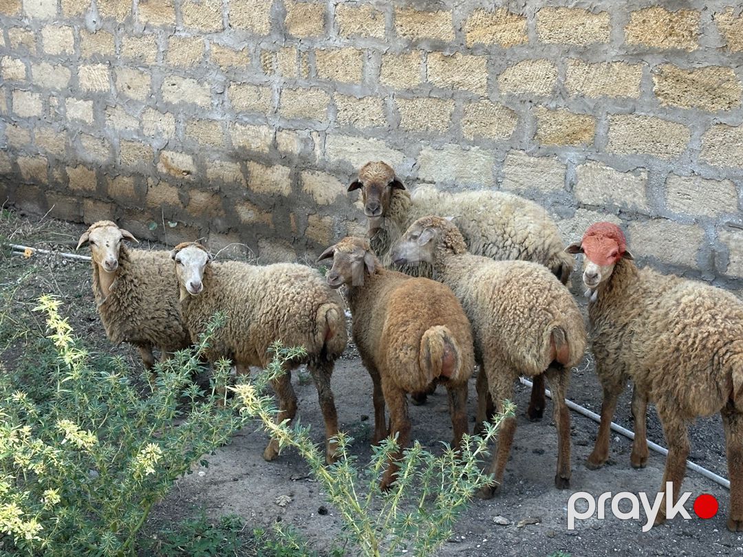 Qarabağ qoyunları — Kənd təsərrüfatı heyvanları, Bakı (5)