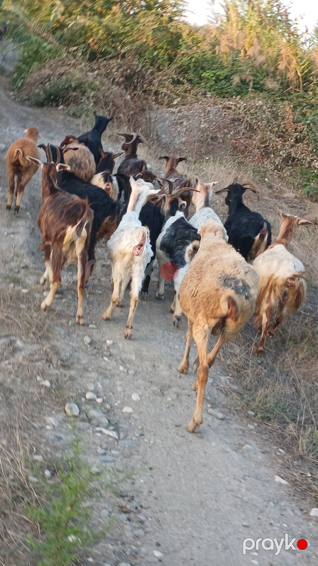 Dişi, il: 2, Damazlıq, Ünvandan götürmə — Kənd təsərrüfatı heyvanları, Quba (7)