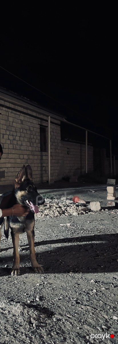 Alman ovçarkası — Bakı