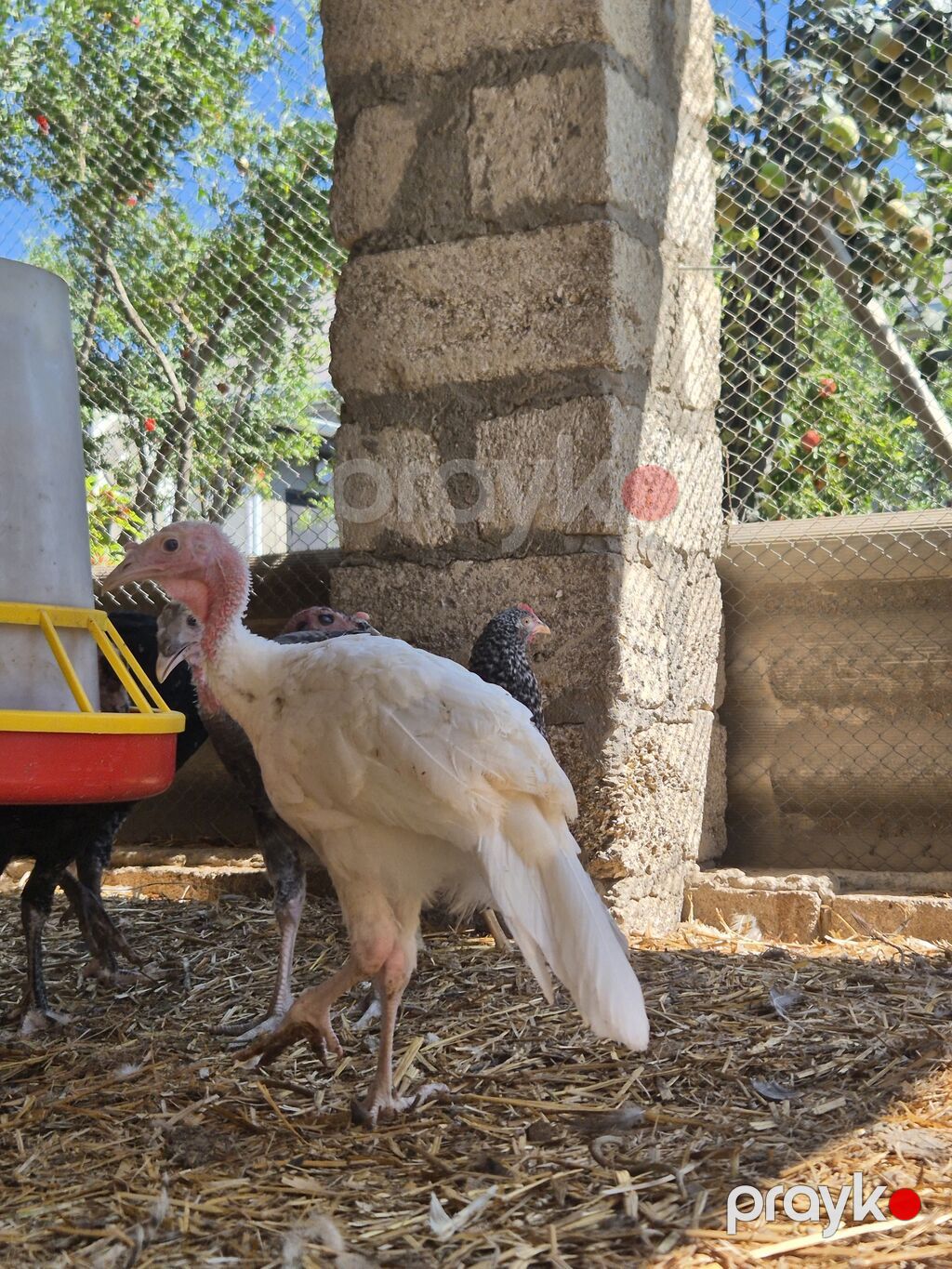 Dişi, Kanada, Damazlıq — Digərləri, Bakı (3)