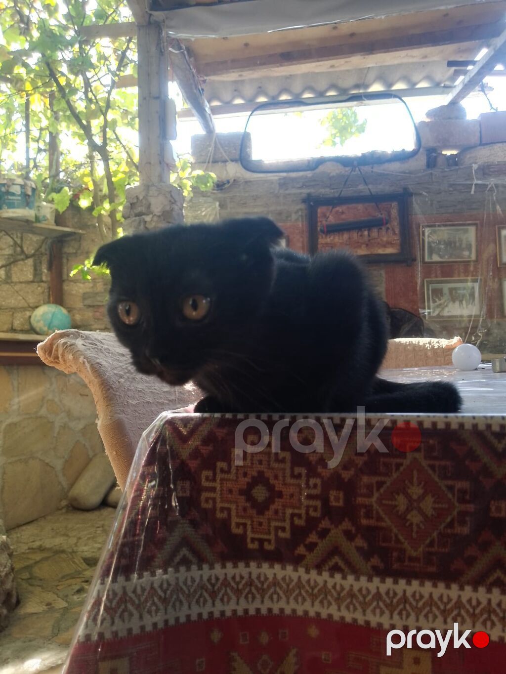 Britan, Dişi, Yaxşı əllərə, Ödənişli çatdırılma — Pişiklər, Xaçmaz (5)