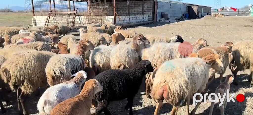 Erkək, il: 1, Damazlıq, Pulsuz çatdırılma — Kənd təsərrüfatı heyvanları, Yevlax (5)