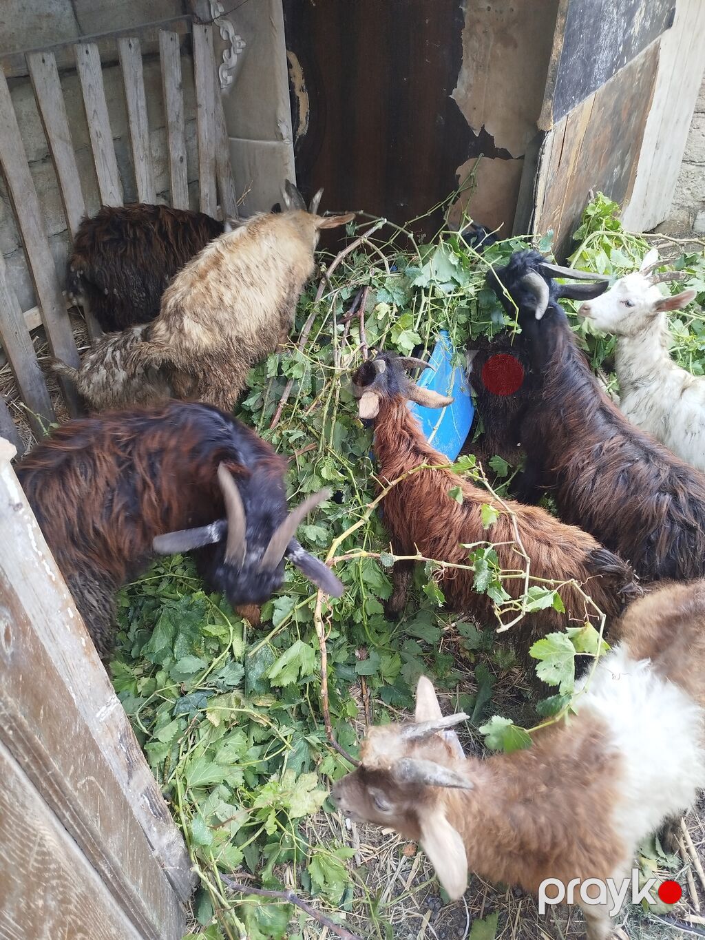 11 ədəd çəpişdi 3 ayliq çepislərdi sağlam heyvanlardi ot arpa yeyir — Kənd təsərrüfatı heyvanları, Bakı (6)