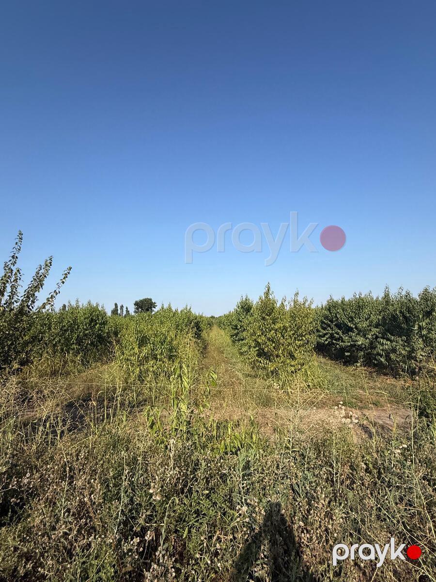 Satılır obyekt 40000 m² — Əmlak, Xaçmaz (7)