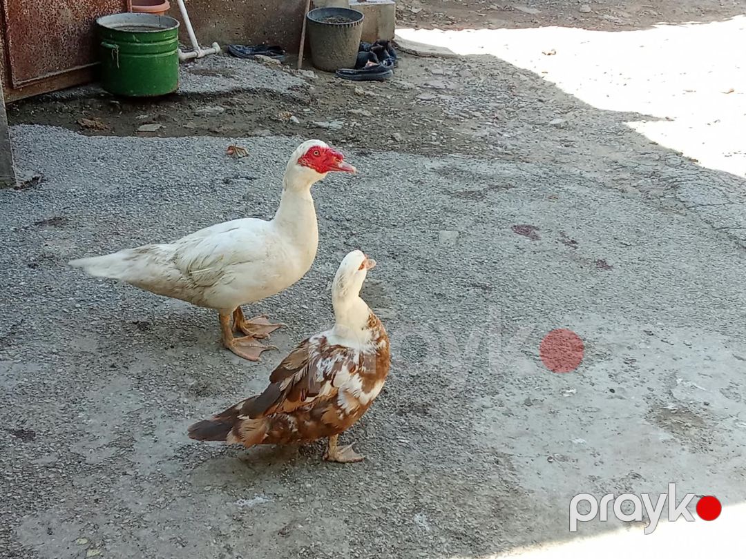 Toyuq və ördəklər — Quşlar, Xırdalan (6)
