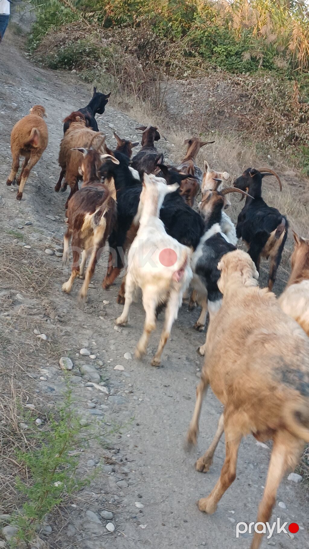 Dişi, il: 2, Damazlıq, Ünvandan götürmə — Kənd təsərrüfatı heyvanları, Quba (5)